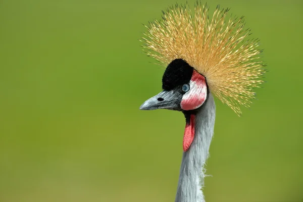 The Grey Crowned Crane — Stock Photo, Image