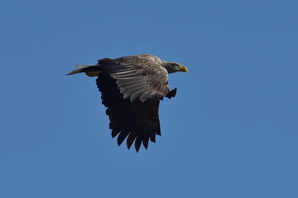 Aquila coda bianca — Foto Stock