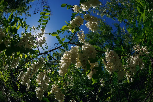 Fiori di acacia bianca Foto Stock