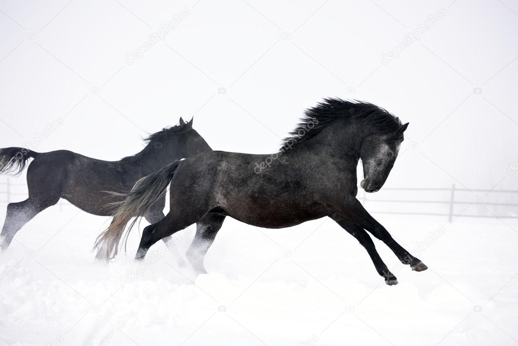Beautiful horses running