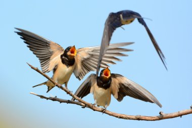 martin bebeğini besliyor