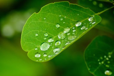 Yapraklara yağmur damlası