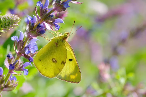 자연 서식 지에 나비 — 스톡 사진