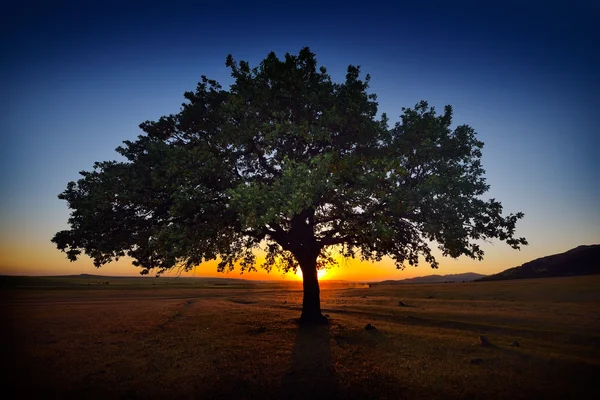 Árbol solitario en el campo al amanecer — Foto de Stock