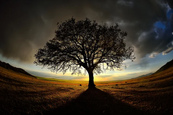 Árbol solitario en el campo al amanecer —  Fotos de Stock