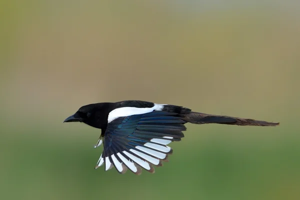 Szarka (pica caudata repülés) — Stock Fotó