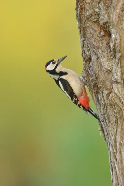 Woodpecker (Picoides Pubescens) — Stock Photo, Image