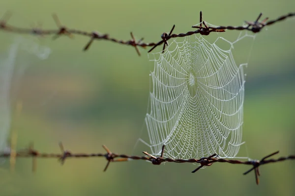 Spider web al aire libre —  Fotos de Stock