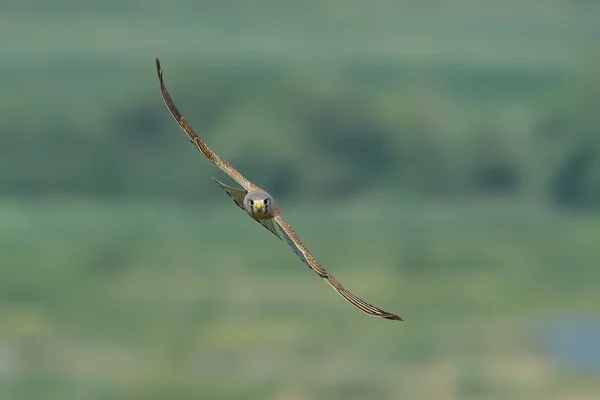 Gheppio comune in volo — Foto Stock