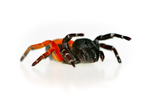 Uma aranha joaninha — Fotografia de Stock