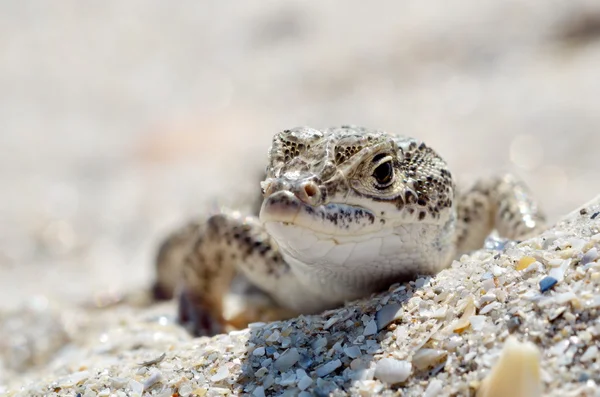 Steppe racer lézard extérieur — Photo