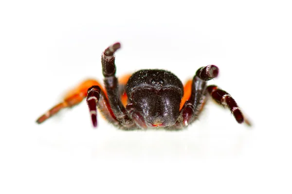 무당벌레 거미 1마리 — 스톡 사진