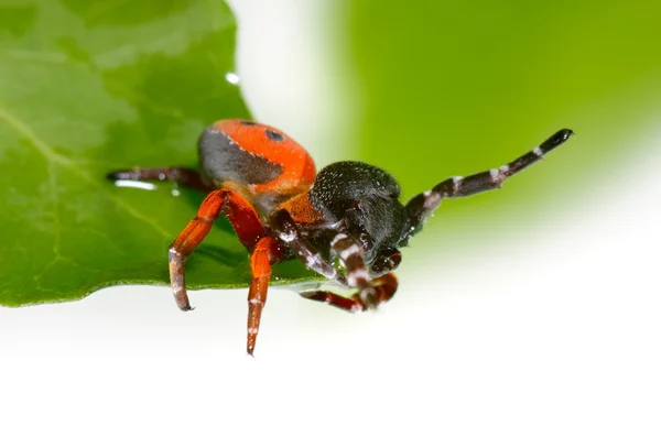 Eine Marienkäferspinne — Stockfoto