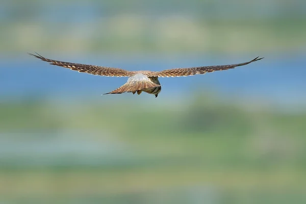 Poštolka obecná v letu — Stock fotografie