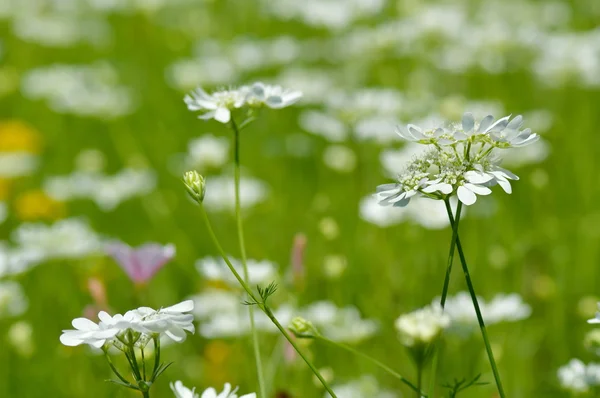 White flowers on field in summer — Stock Photo, Image