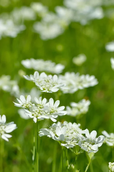 White flowers on field in summer — Stock Photo, Image