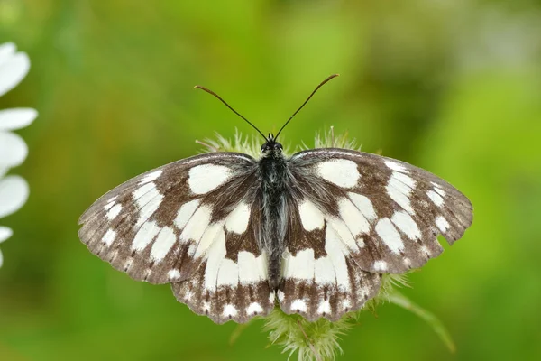 Motýl v přirozeném prostředí — Stock fotografie