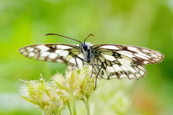 Fjäril i naturliga livsmiljöer — Stockfoto