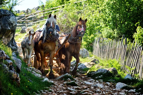 Atları çekerek sepeti — Stok fotoğraf