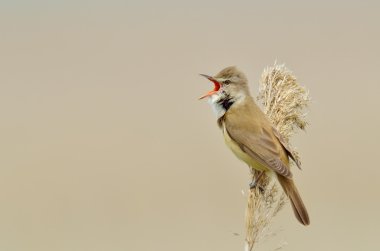 büyük kamışçın