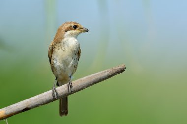 kırmızı sırt örümcek kuşu