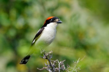 woodchat shrike perched on branch clipart