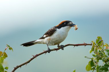woodchat shrike perched on branch clipart