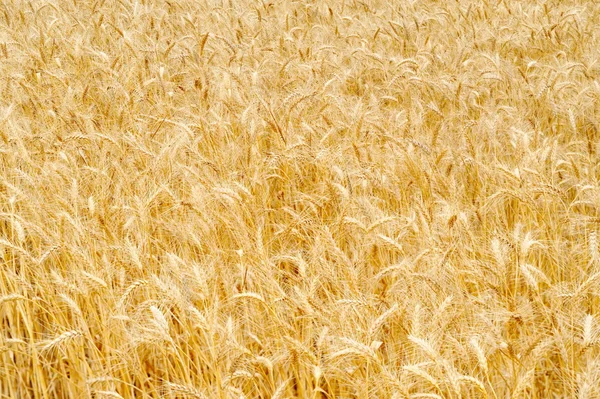 Goldenes Getreidefeld — Stockfoto
