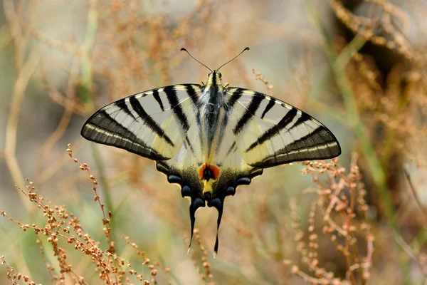 Schmetterling in natürlichem Lebensraum — Stockfoto