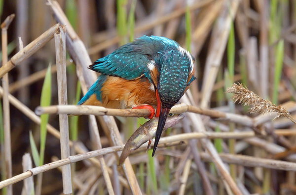 kingfisher in natural habitat