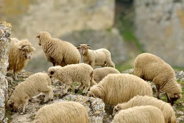 Pluizig sheeps op veld — Stockfoto