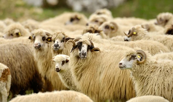 Ovelhas fofas no campo — Fotografia de Stock