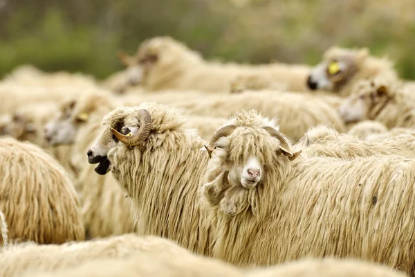 田野上的绒毛羊 — 图库照片