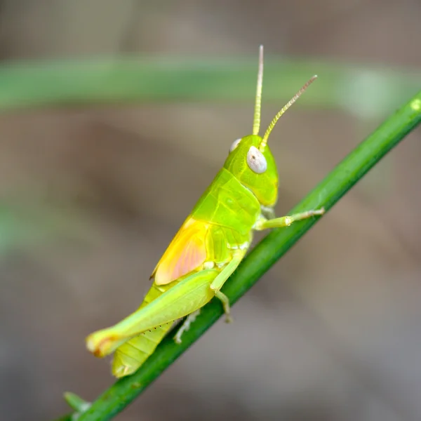 Green grasshopper in natural habitat — Stock Photo, Image