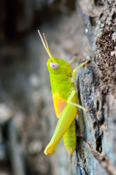 Groene sprinkhaan in natuurlijke habitat — Stockfoto