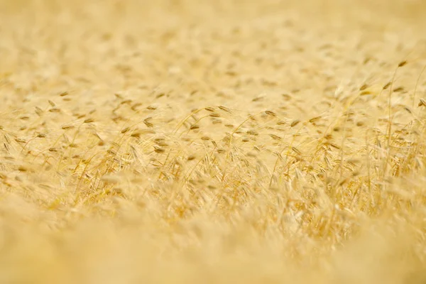 Campo de cereais dourados — Fotografia de Stock