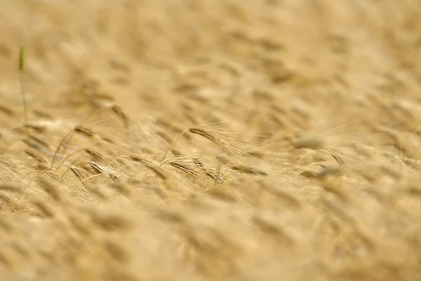 Champ de céréales dorées — Photo