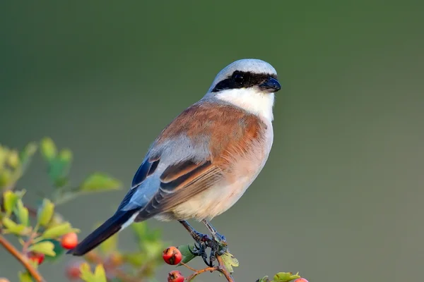 Red backed shrike — Stock Photo, Image