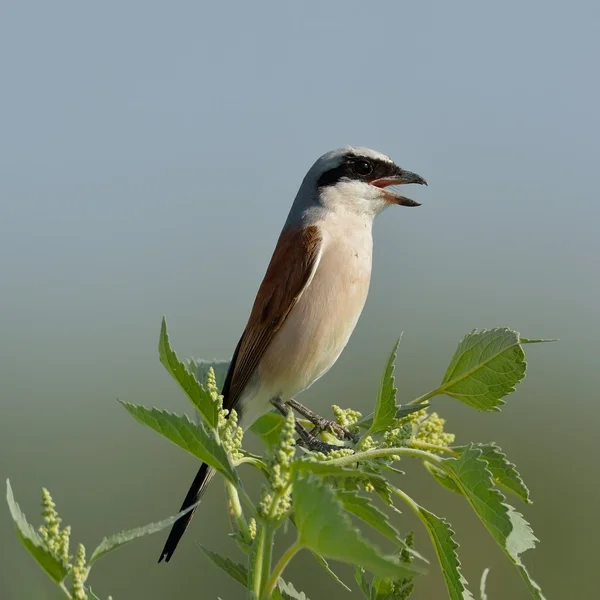 Rotrückenwürger — Stockfoto