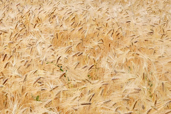 Золотое зерновое поле — стоковое фото