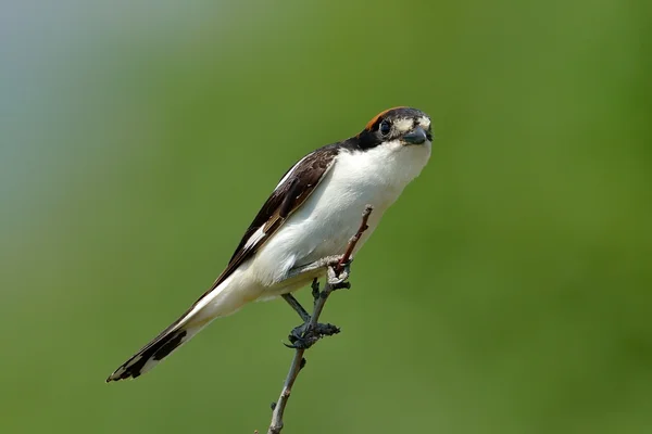 Woodchat shrike empoleirado no ramo — Fotografia de Stock