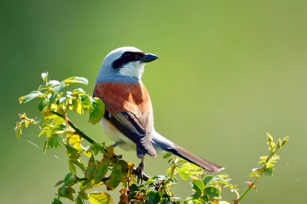 Red backed shrike — Stock Photo, Image