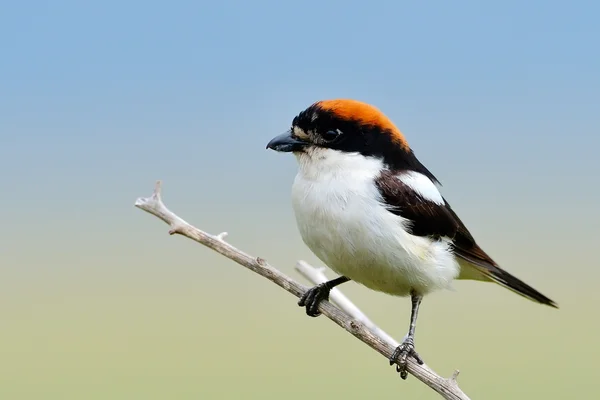 Woodchat shrike uppflugen på gren — Stockfoto