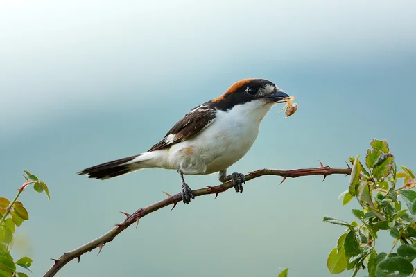 Grillete woodchat encaramado en la rama — Foto de Stock