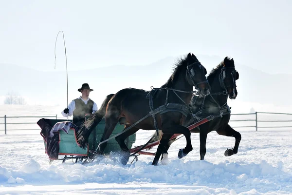 Man with sledge pulled by horses — Stock Photo, Image