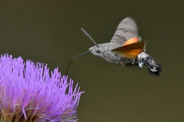 Beija-flor falcão-traça em flor — Fotografia de Stock