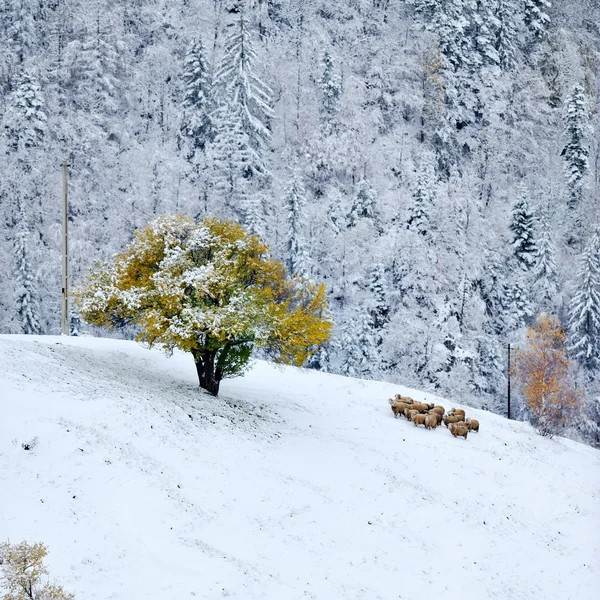 Bergslandskap i tidig vinter — Stockfoto