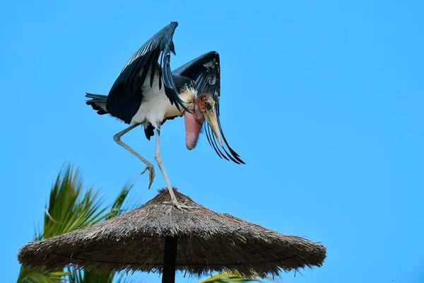 Marabou stork flying — Stock Photo, Image