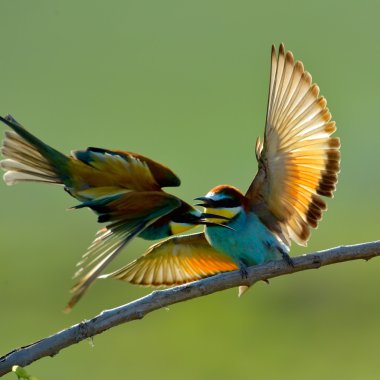 Avrupa arı kuşugiller (arı kuşu Apiaster) açık