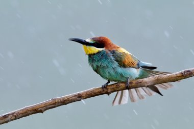 doğal yaşam alanı olarak Avrupa arı kuşugiller (arı kuşu apiaster)